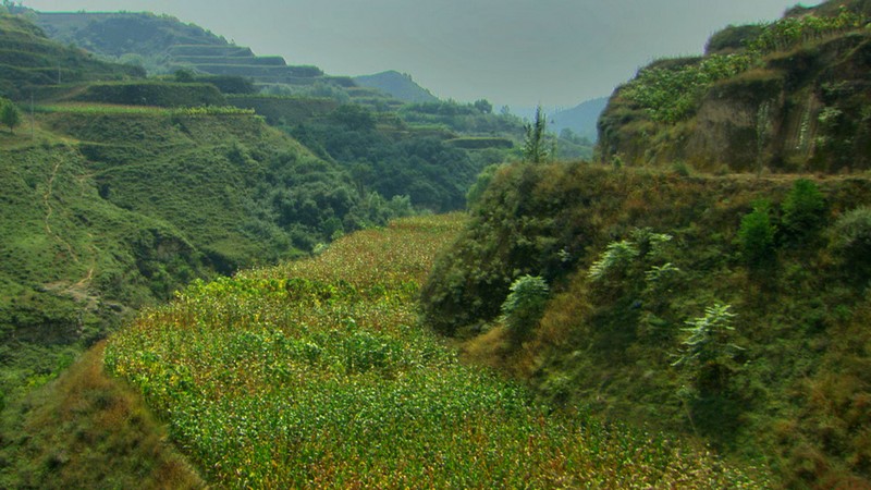 After Restoration, Hou Jia Gou, Shaanxi, Loess Plateau, China, 2009 c. John Liu