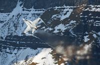 AXALP_HN_nousussa